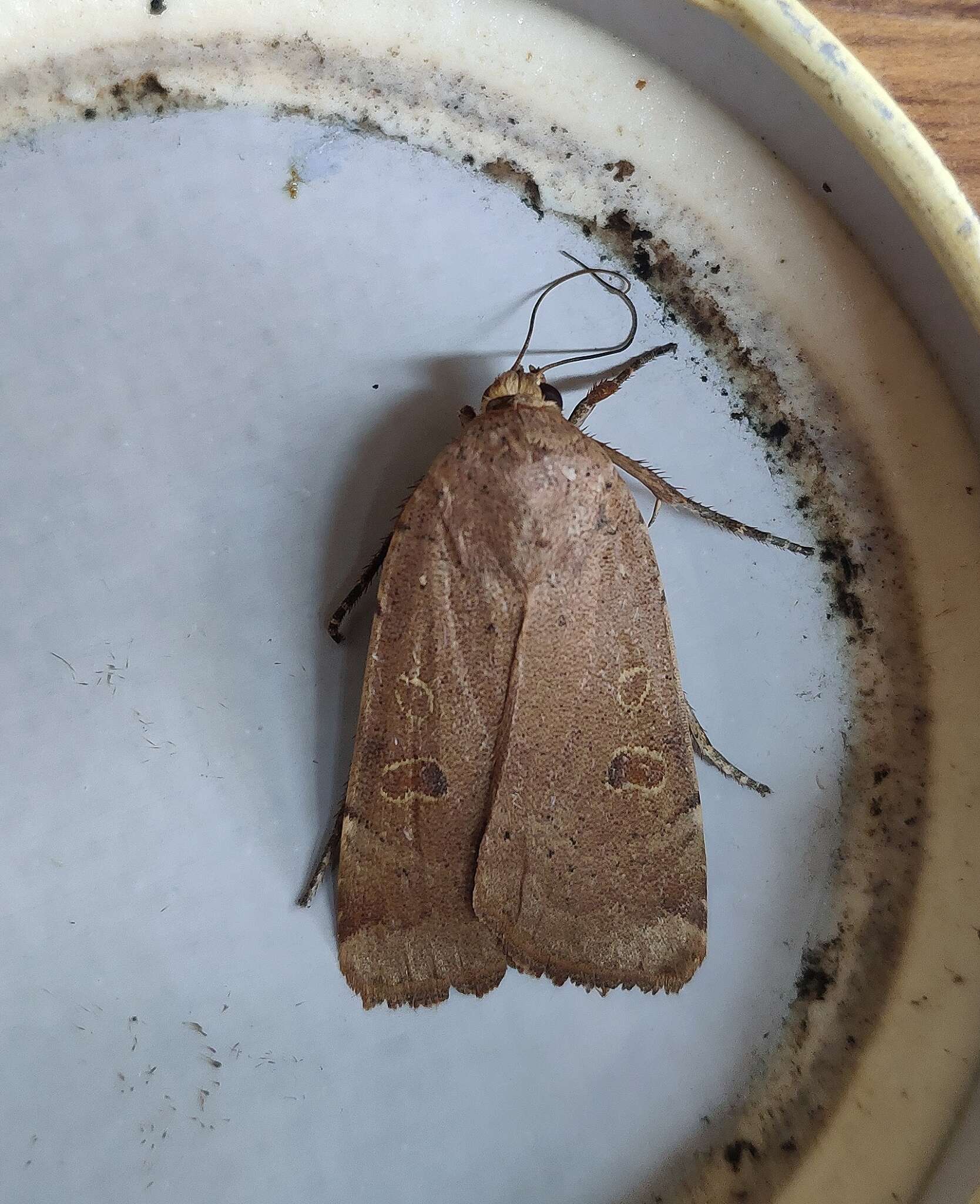 Image of lesser yellow underwing