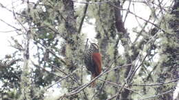 Image of Pearled Treerunner