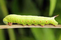 Image of broad-bordered bee hawk-moth