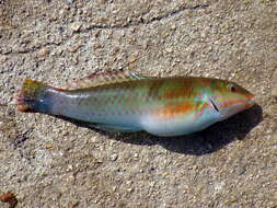 Image of Black-ear wrasse