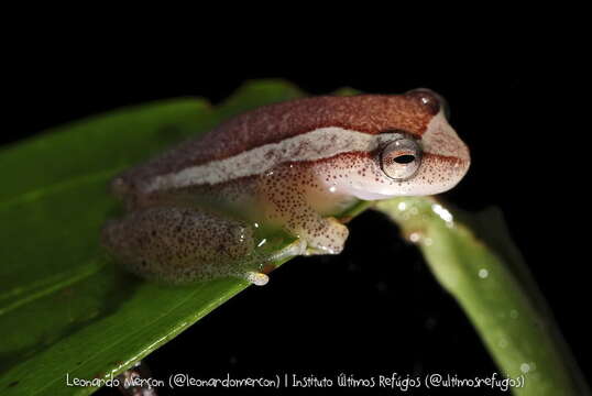 Image of Dendropsophus haddadi (Bastos & Pombal 1996)