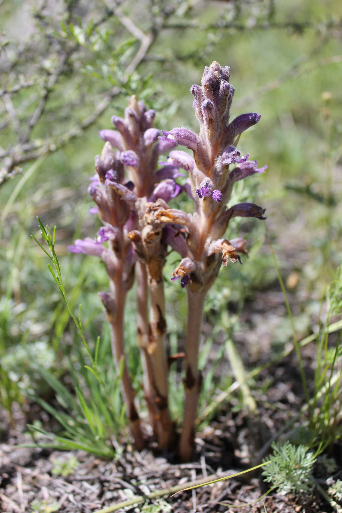 Image of Phelipanche caesia (Rchb.) Soják