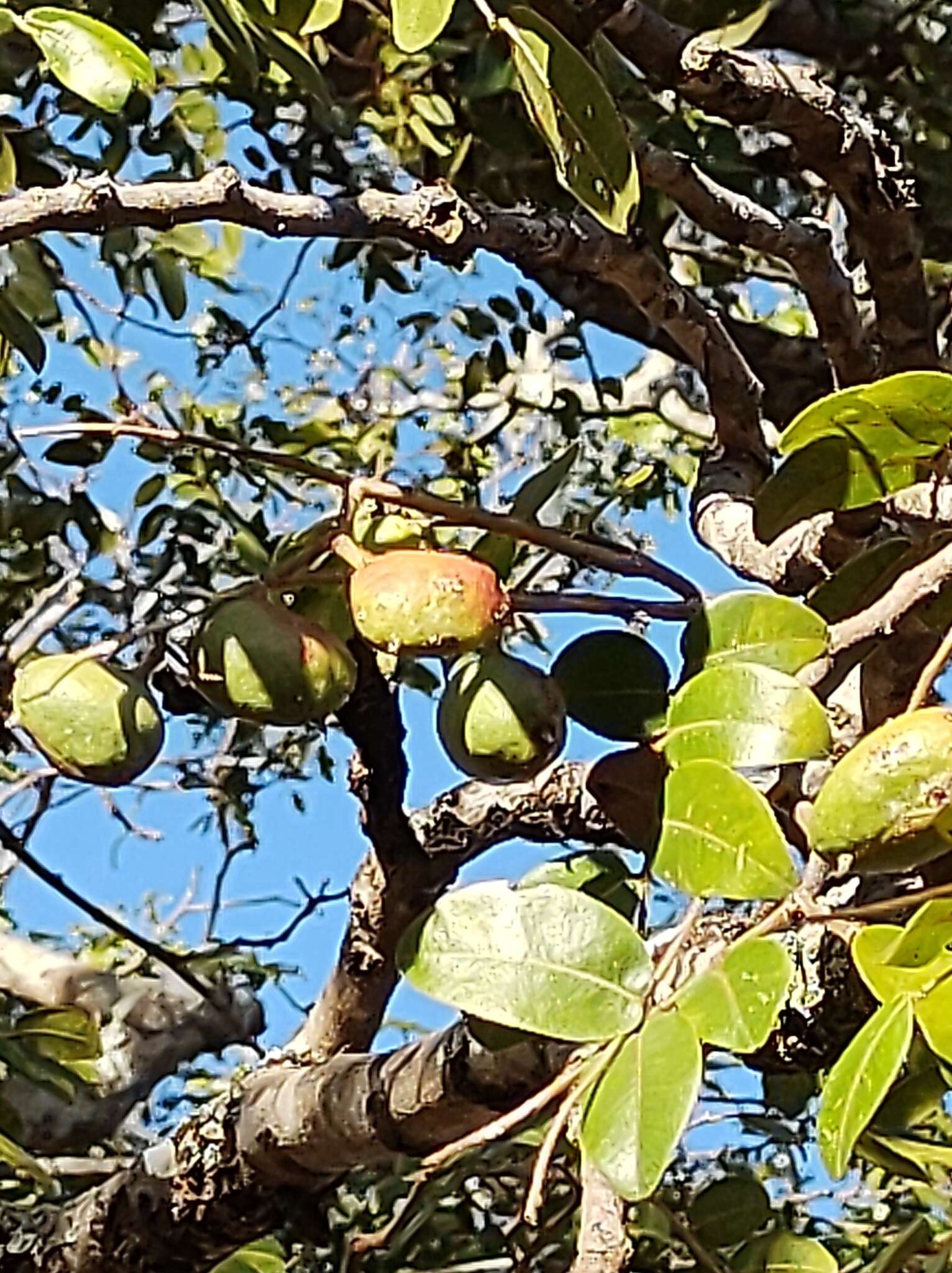 Image of Langsdorf's copaifera