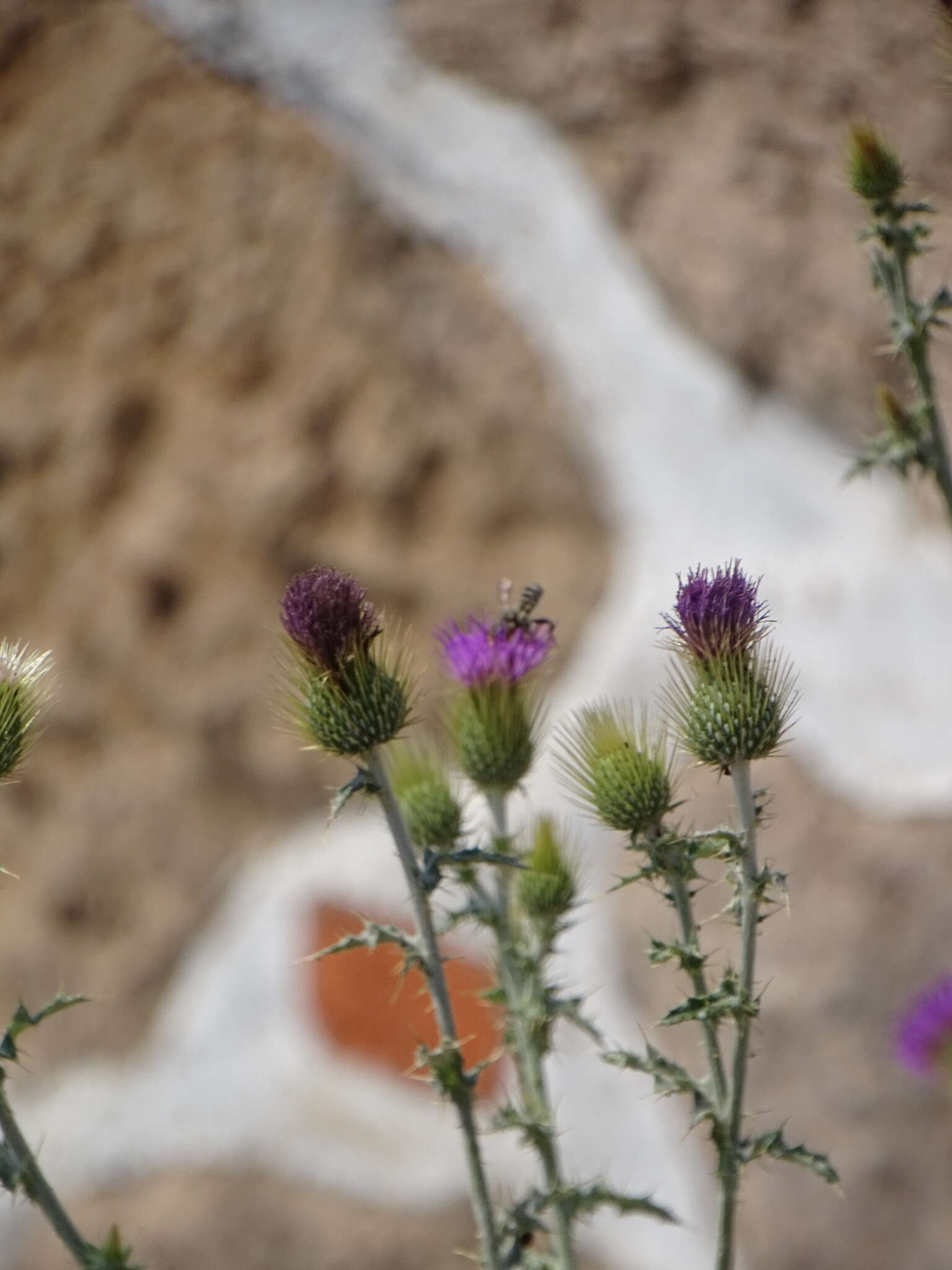 Image of Cirsium rhaphilepis (Hemsl.) Petr.