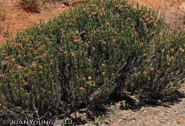 Imagem de Helichrysum hamulosum DC.