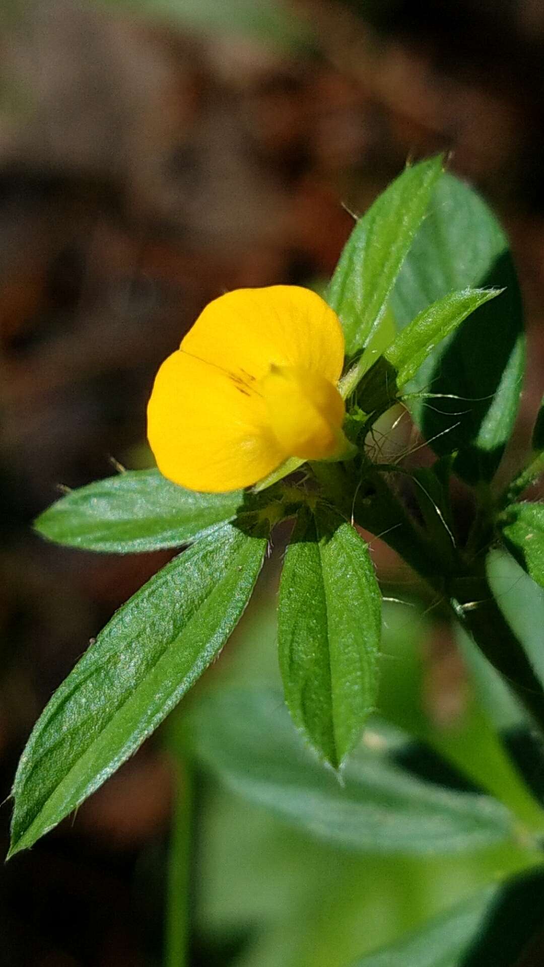 Image of sidebeak pencilflower