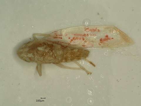 Image of Zygina (Zygina) griseombra Remane 1994