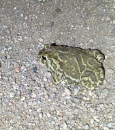 Image of Great Plains Toad