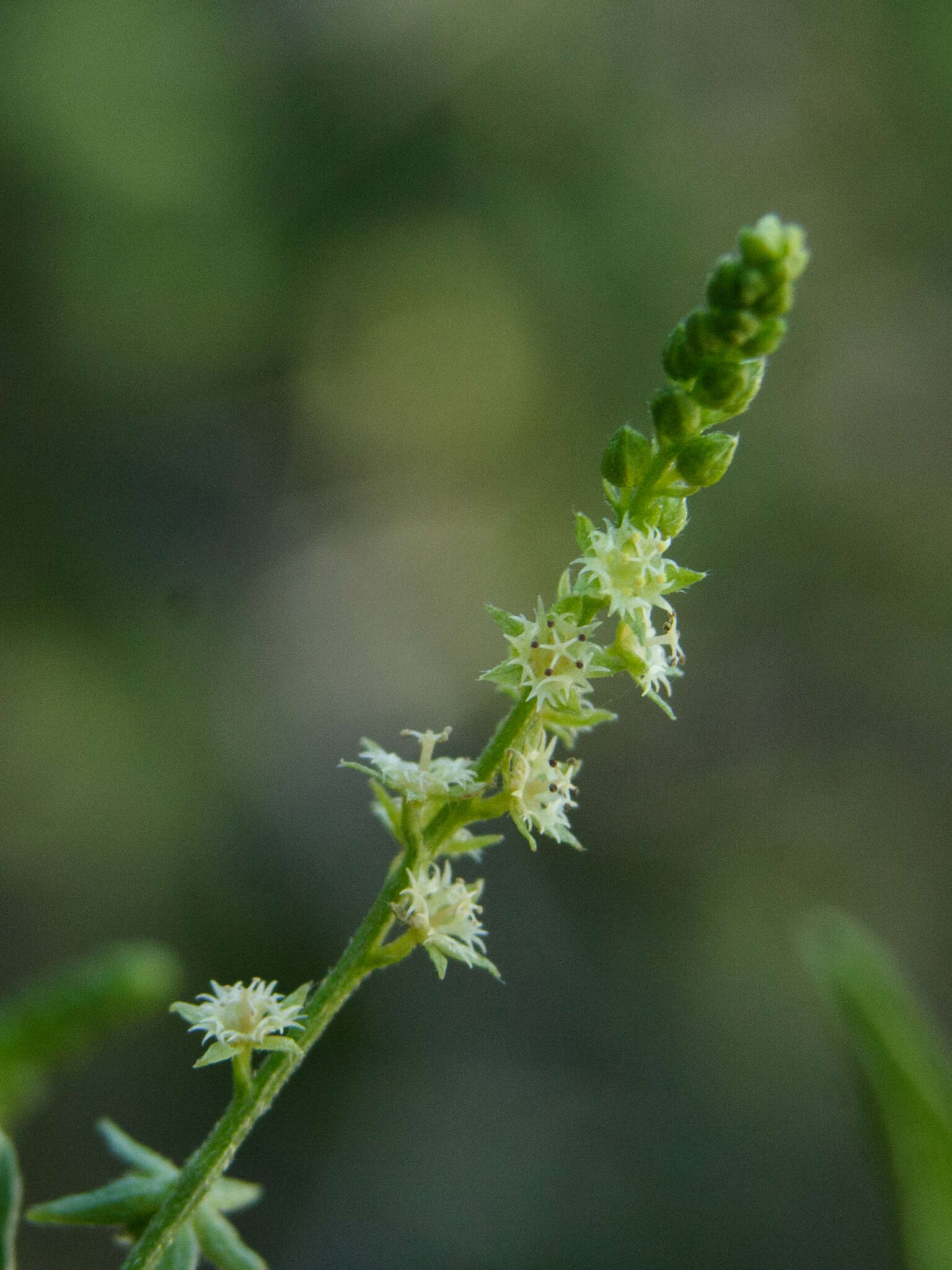 Image of Chiropetalum berteroanum Schltdl.