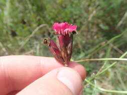 Imagem de Dianthus giganteus Dum.-Urville