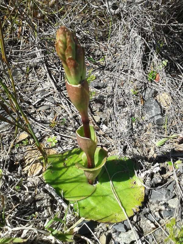 Image of Satyrium bicorne (L.) Thunb.