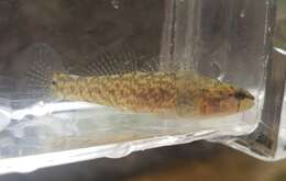 Image of Relict Darter