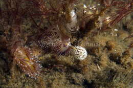 Image of slender facelina