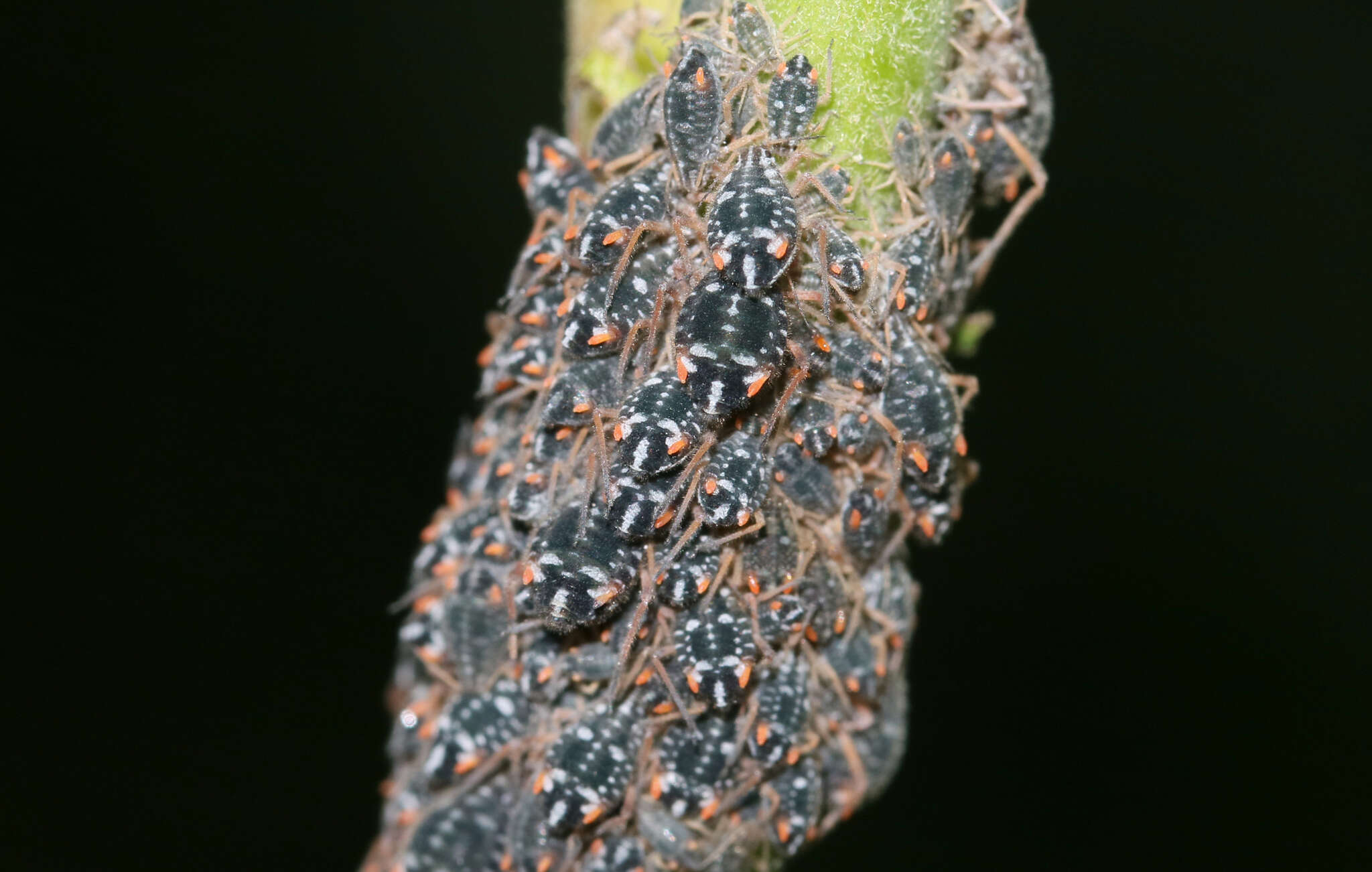 Слика од Pterocomma salicis (Linnaeus 1758)