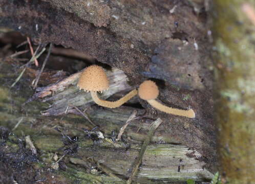 Plancia ëd Flammulaster muricatus (Fr.) Watling 1967