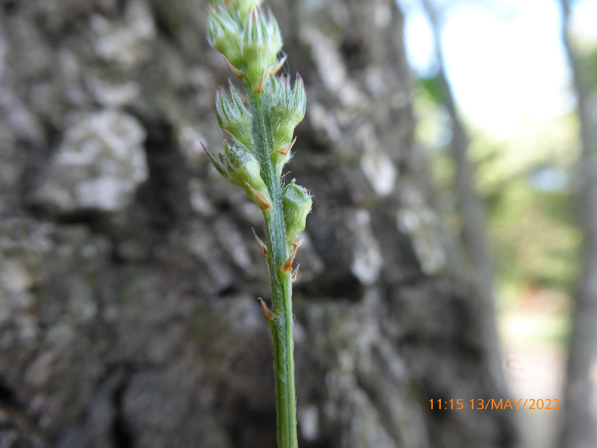 Sivun Onobrychis supina (Vill.) DC. kuva