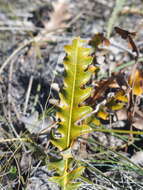 Image of Prostrate Banksia