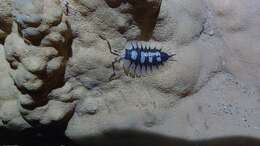 Porcellio expansus Dollfus 1892 resmi