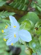 Слика од Tradescantia atlantica M. Pell.