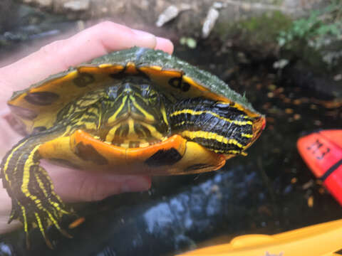 Image of yellow-bellied slider