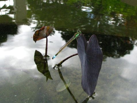 Image of Wild Taro