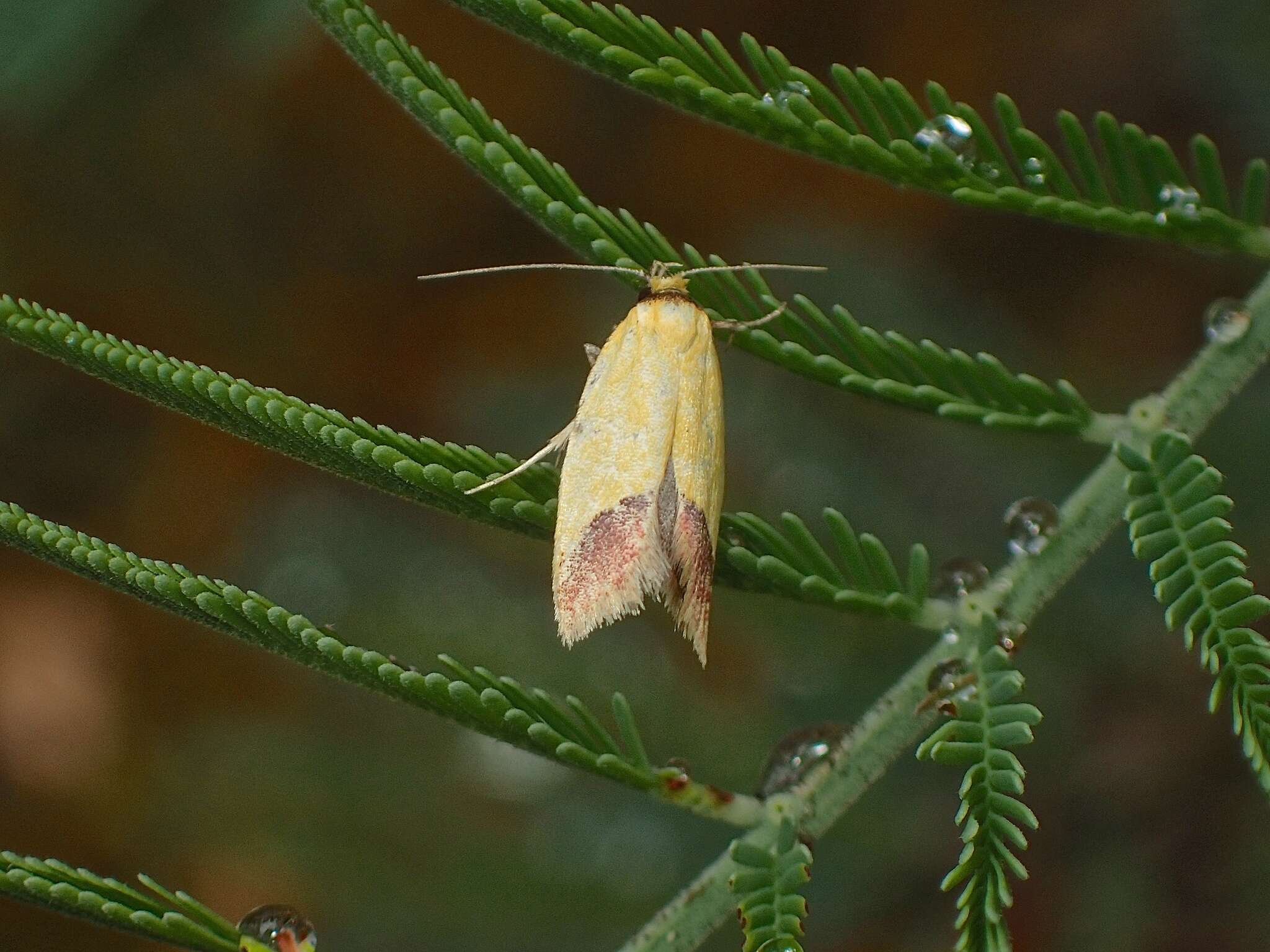 Image of Chrysonoma paracycla (Meyrick 1884)