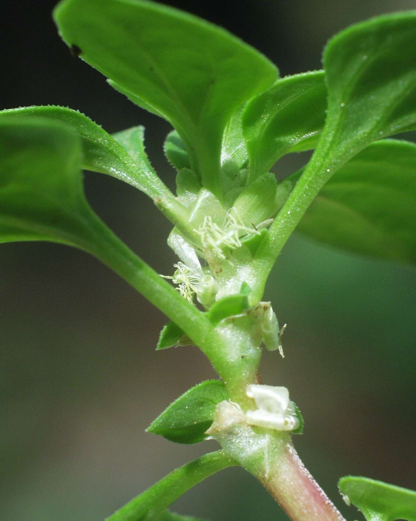 Image of Theligonum cynocrambe L.