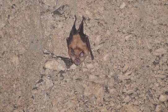 Image of Greater Horseshoe Bat