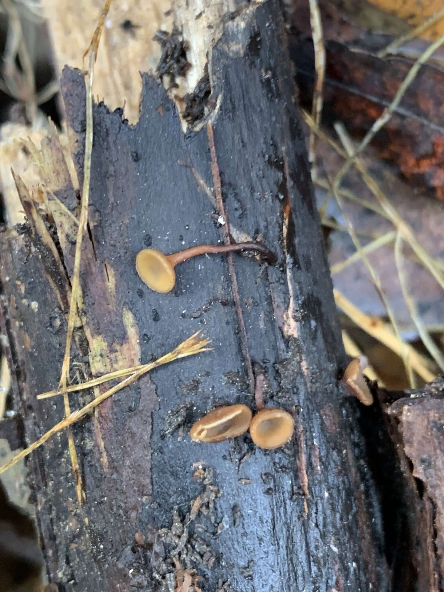 Image of Brown Oak Disc Cup