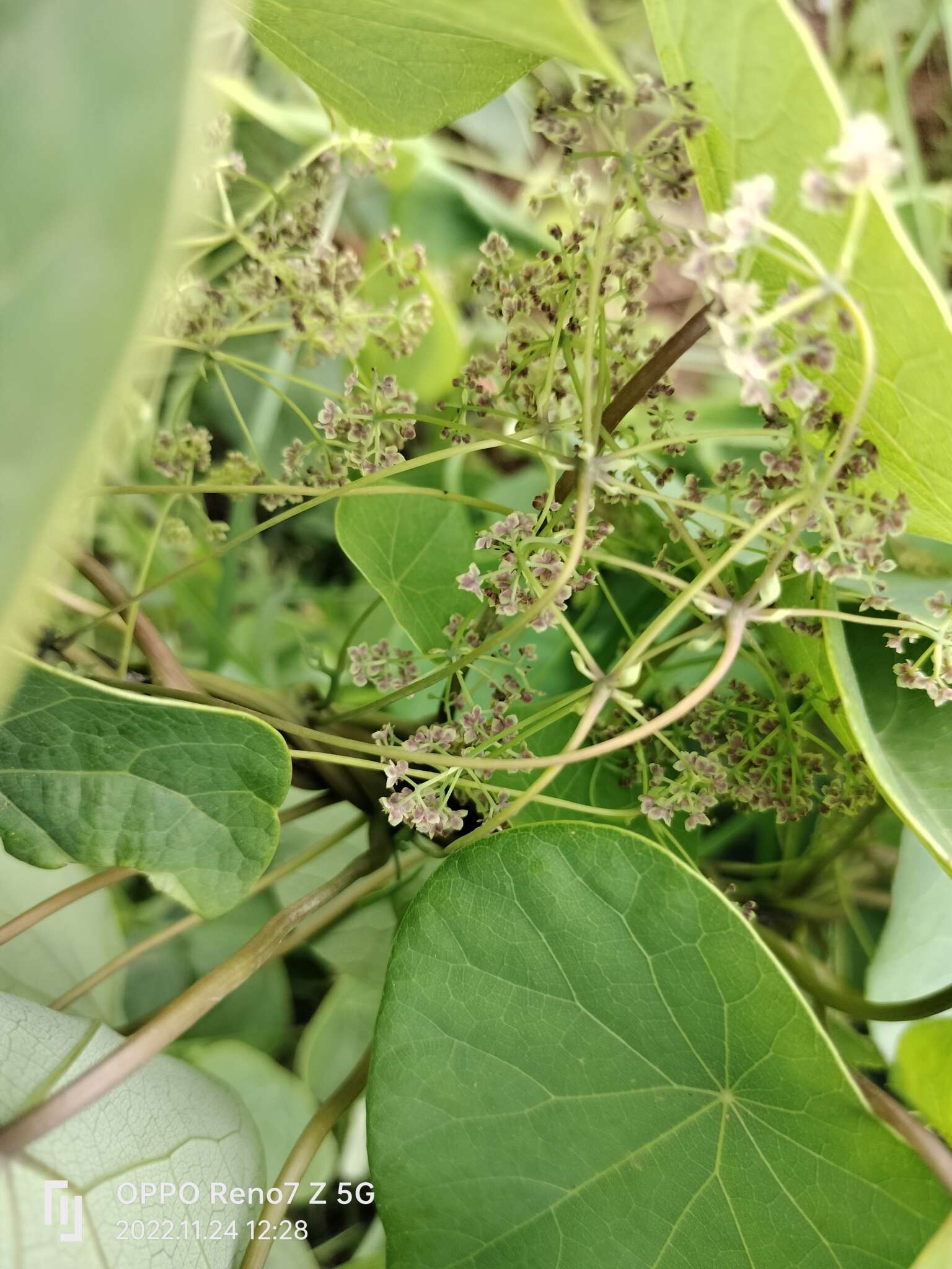 Image of Stephania abyssinica (Dill. & A. Rich.) Walp.