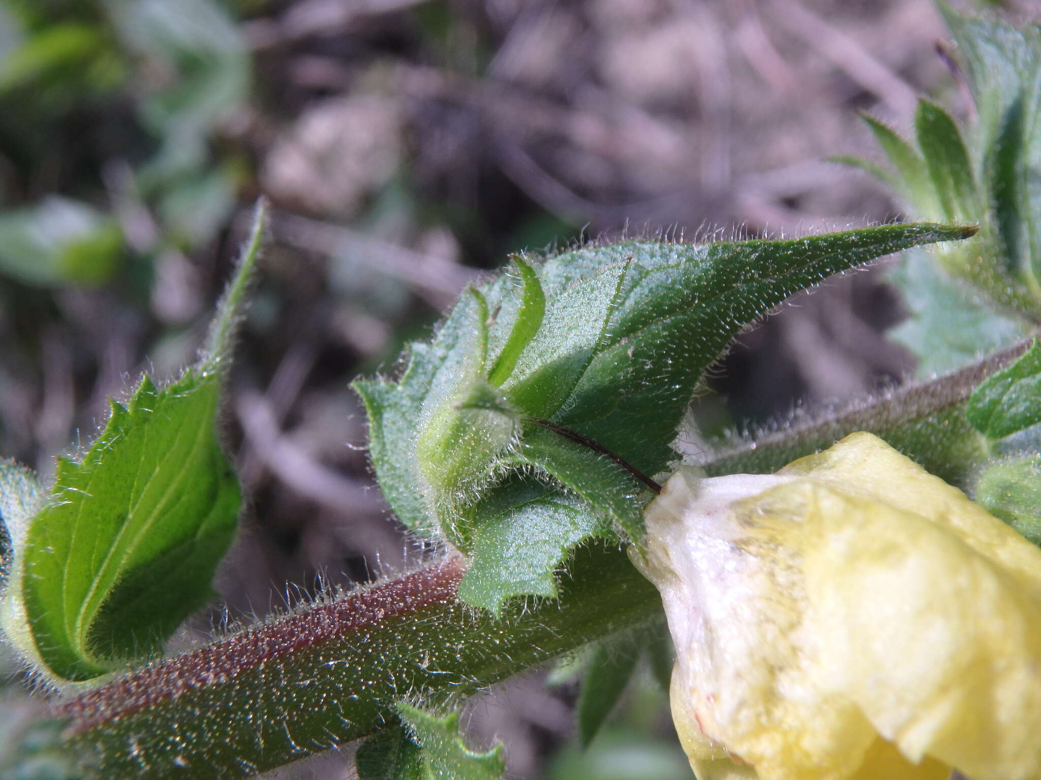 Image of Verbascum spectabile Bieb.