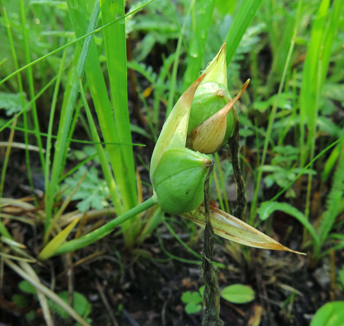 Plancia ëd Iris ruthenica Ker Gawl.