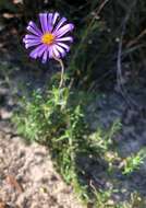 Image of fringed daisy-bush