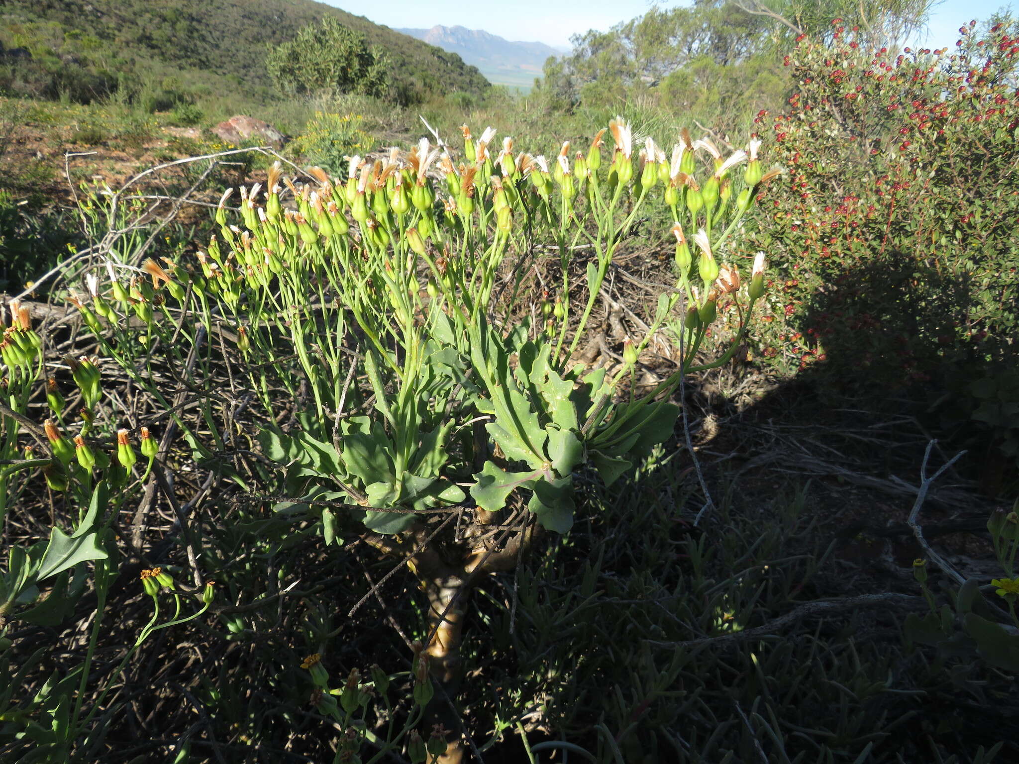 Image of Othonna quercifolia DC.