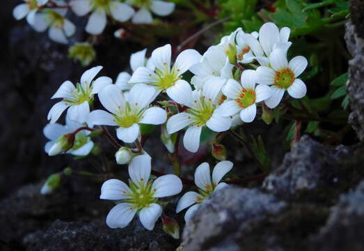 Image of Saxifraga maderensis D. Don