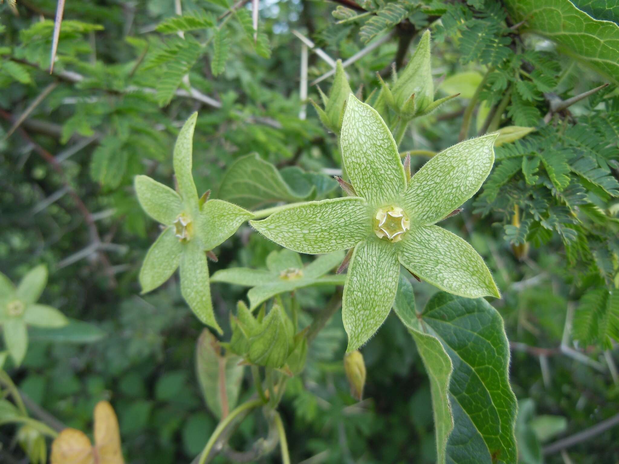 Gonolobus grandiflorus (Cav.) Schult.的圖片