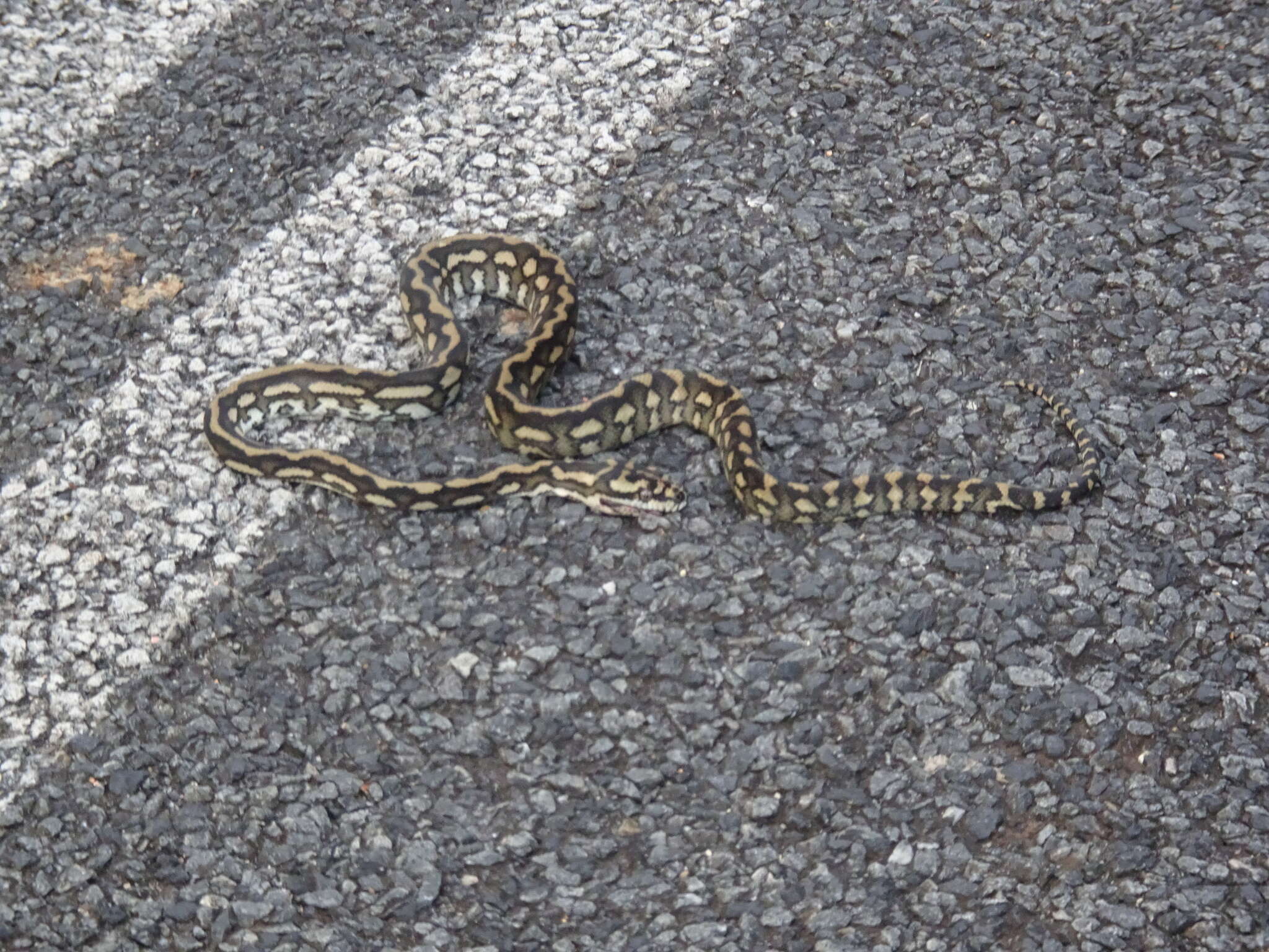 Image of Morelia spilota cheynei Wells & Wellington 1984