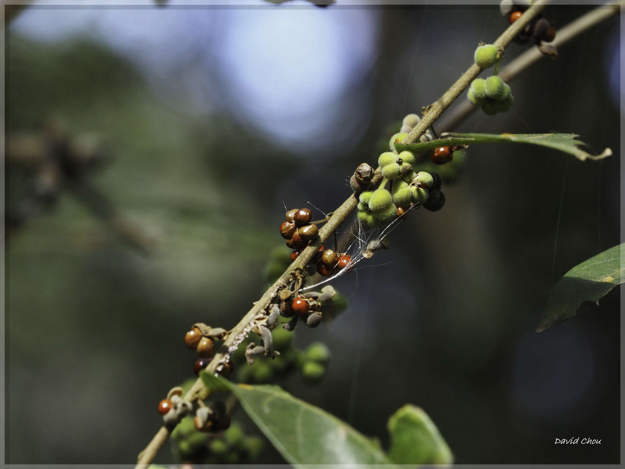 Слика од Phyllanthus meghalayensis Chakrab. & N. P. Balakr.