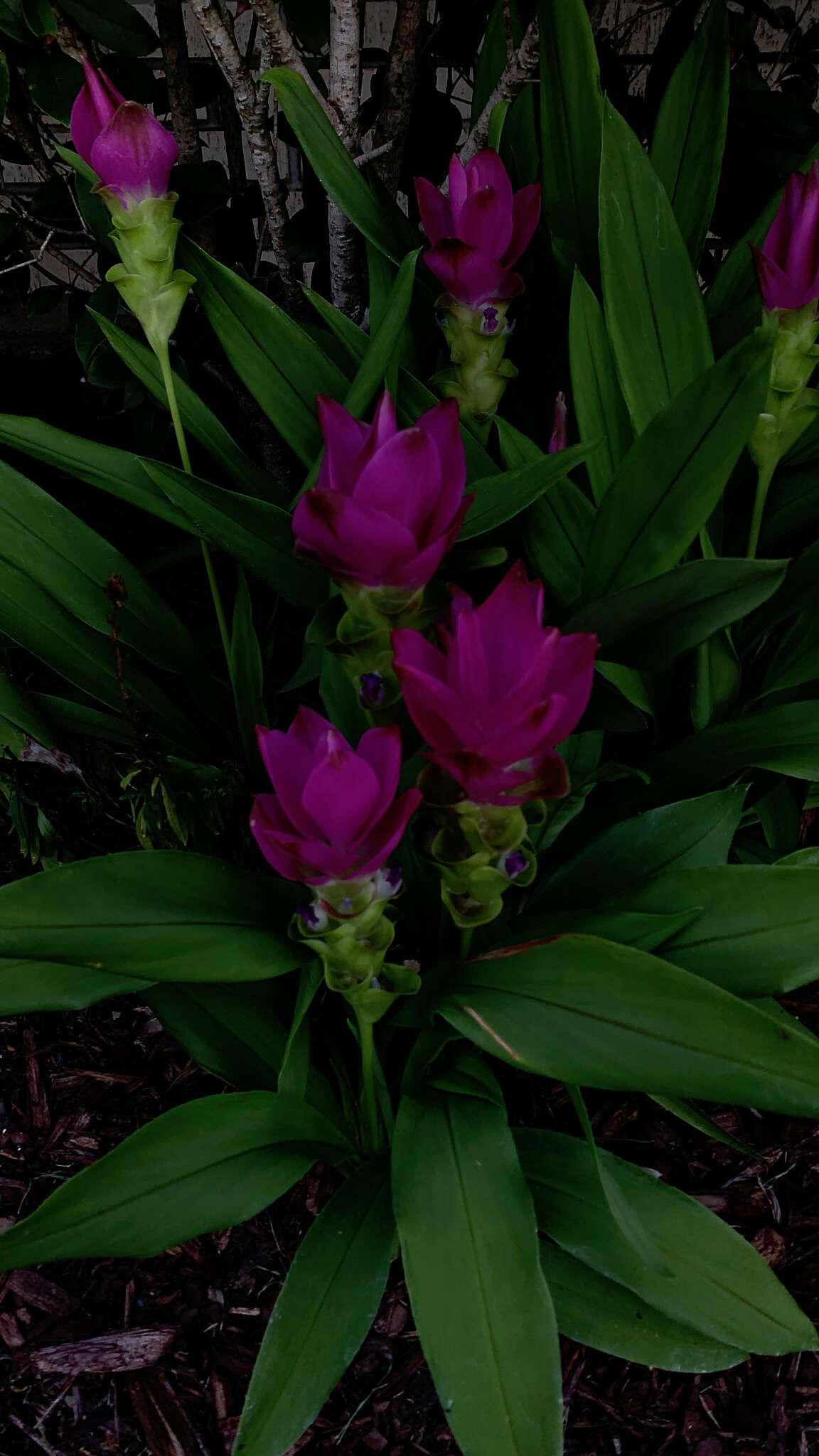 Imagem de Curcuma alismatifolia Gagnep.