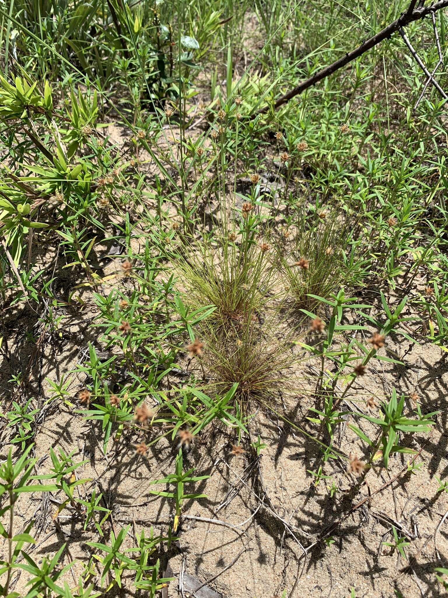 Plancia ëd Bulbostylis warei (Torr.) C. B. Clarke