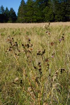 Image of Vasey's thistle