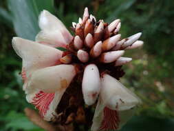 Imagem de Alpinia shimadae Hayata