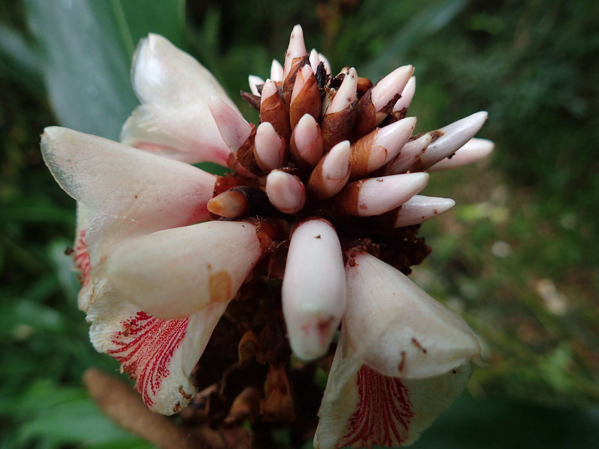 Imagem de Alpinia shimadae Hayata