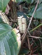 Image of rattlesnake plant