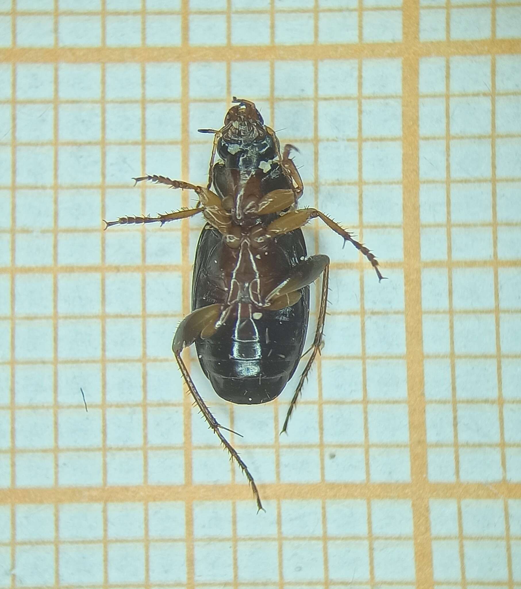 Image of Tetragonoderus (Tetragonoderus) quadrinotatus (Fabricius 1798)