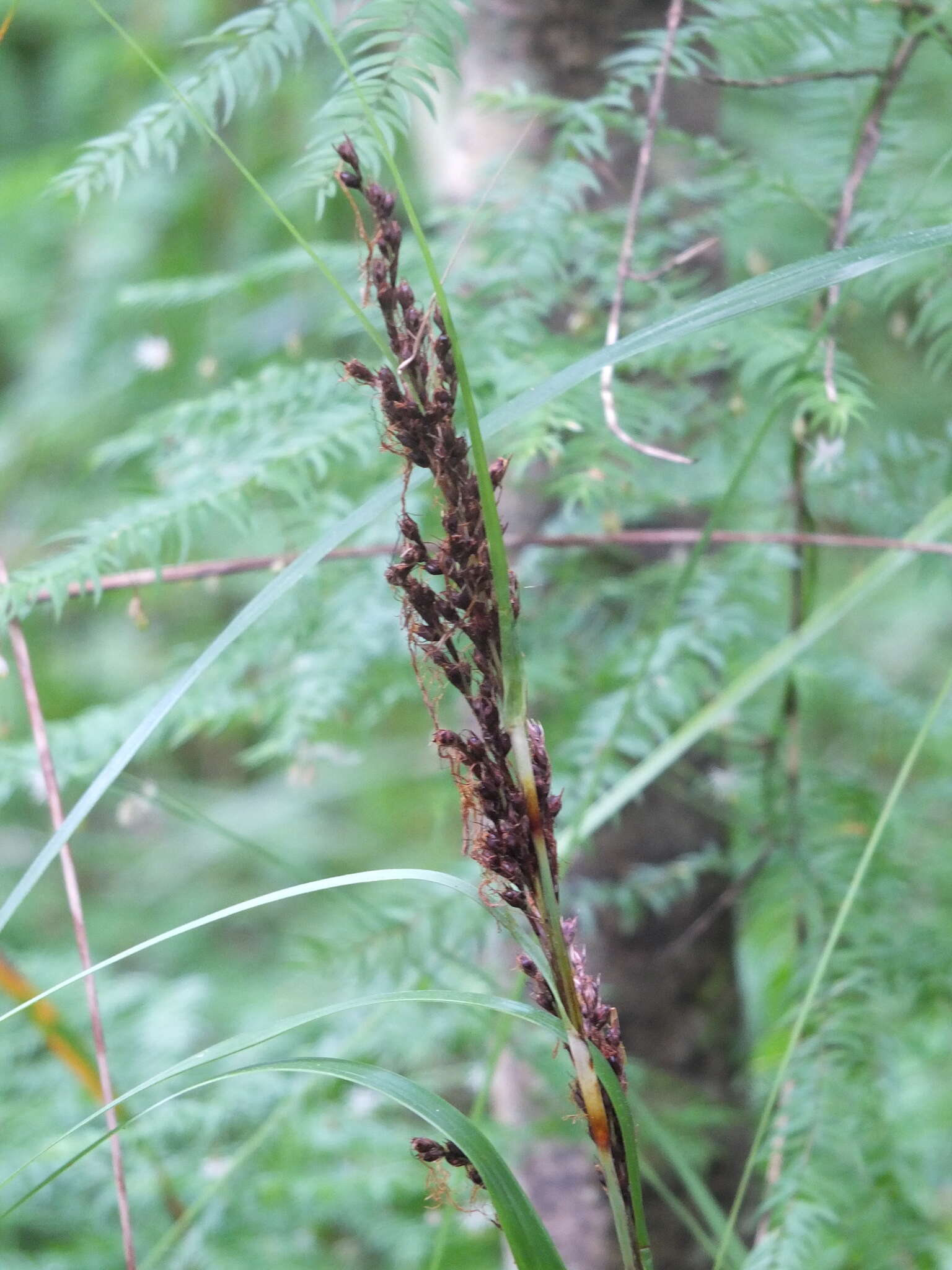 Image of Lanai sawsedge