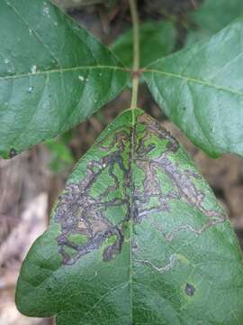 Image of Stigmella rhoifoliella (Braun 1912) Newton et al. 1982