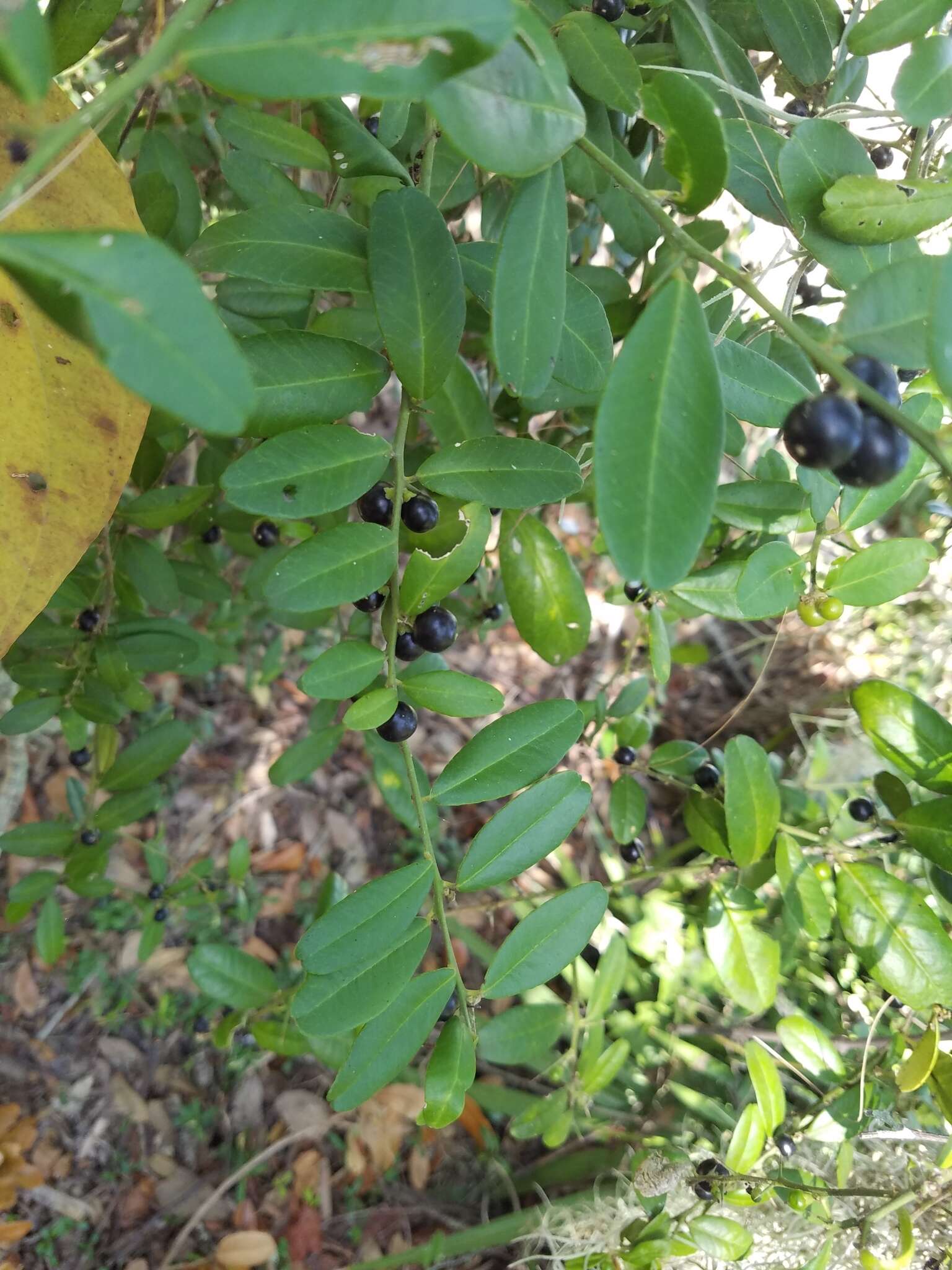 Atalantia buxifolia (Poir.) Oliv. resmi