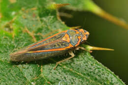 Image of Graphocephala aurolineata (Fowler 1900)