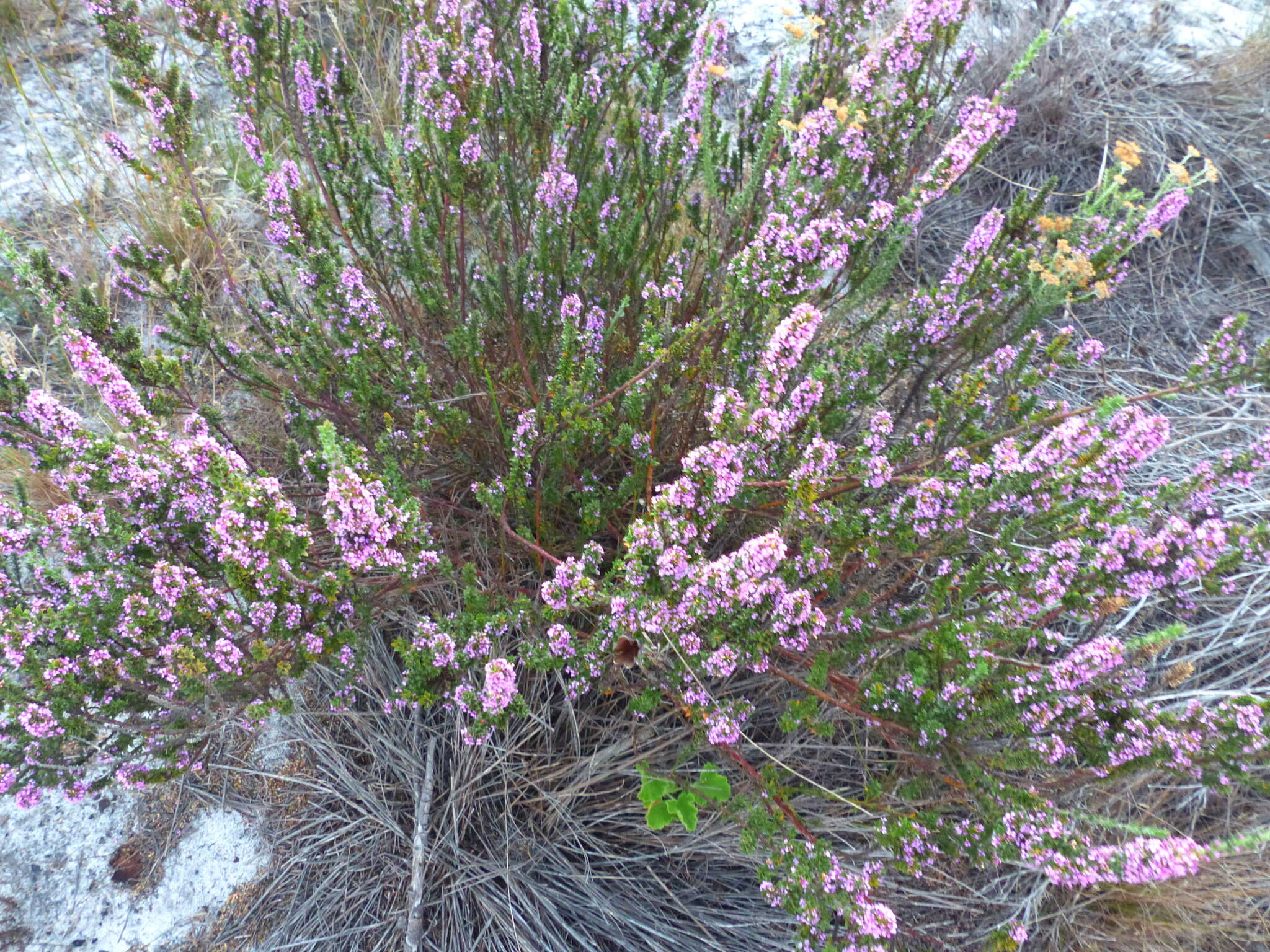 Image of Muraltia thymifolia (Thunb.) DC.
